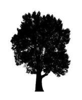 Tree silhouette for brush on white background photo