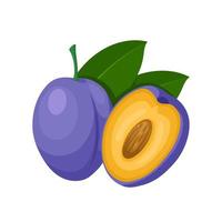 Vector illustration, ripe purple plums, whole and halved, isolated on white background.