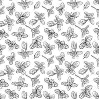Basil Pattern. Italian herbs.A sprig of marjoram vector