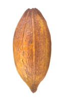 geel cacao geïsoleerd png