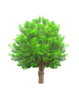 árbol aislado sobre fondo transparente png