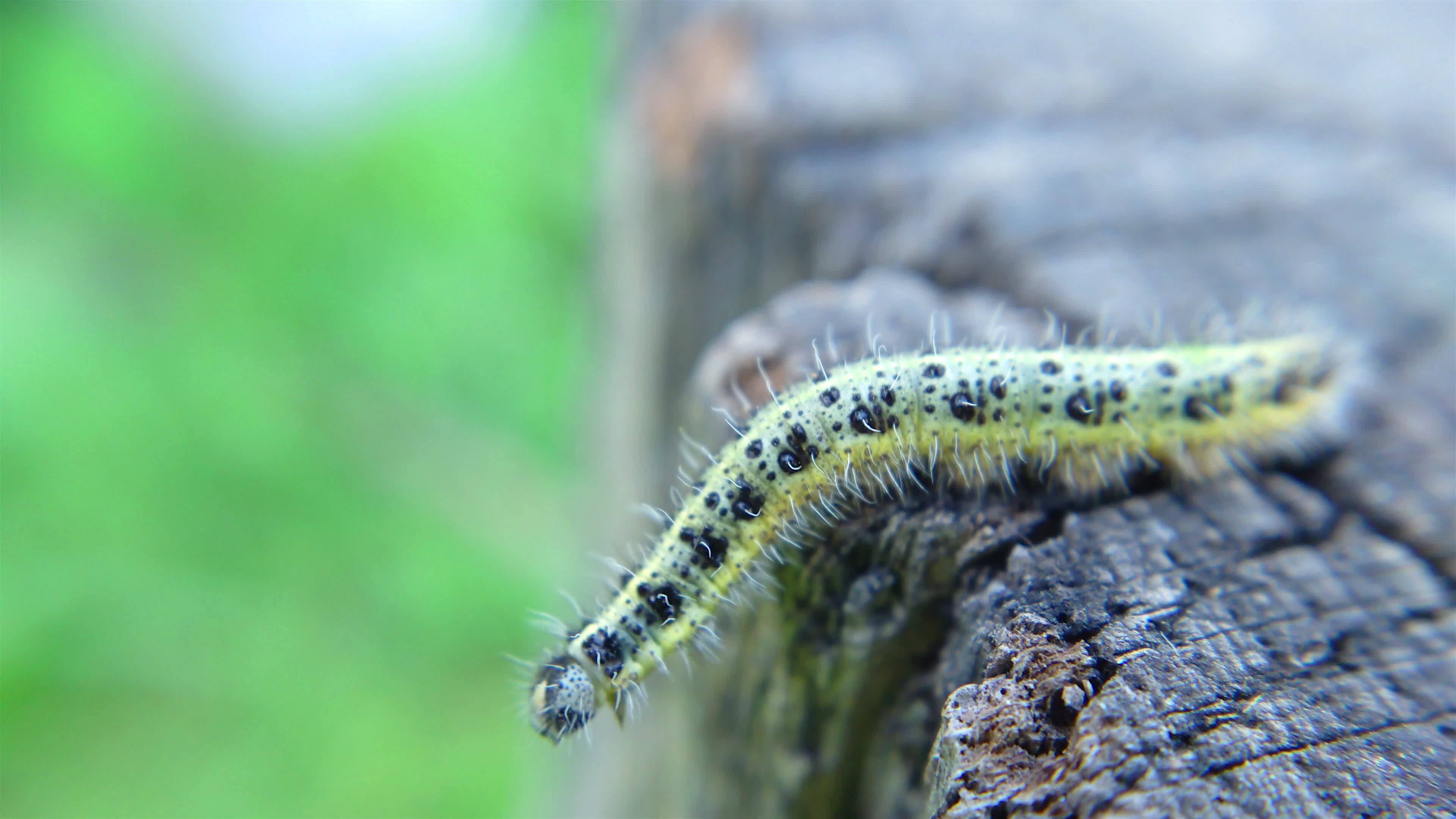 Spotted yellowgreen caterpillar on the edge of the stump 15675401