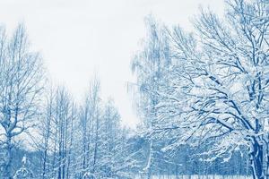 Landscape. Frozen winter forest with snow covered trees. photo