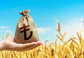 Wheat field and turkish lira money bag. Agroindustry and the agricultural business. World food security crisis, high prices. Grains and cereals deficits, livestock feed. Starvation and famine photo