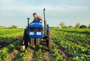 A farmer drives a tractor across the field and harvests potatoes. Harvest first potatoes in early spring. Farming and farmland. Agro industry and agribusiness. Support for farms. Harvesting photo