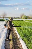 A farmer sprays a potato plantation against pests and fungi. Protection of cultivated plants from insects and fungal infections. Control of use of chemicals. Farming growing vegetables photo
