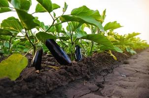 Dark ripe eggplants fruits on bushes. Agriculture, farm. Food production. Solanum melongena L. Agroindustry and agribusiness. Growing on open ground. Organic vegetables on the farm. photo