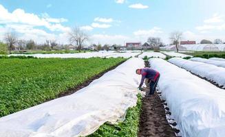 un agricultor cubre una plantación de patatas con agrofibra antes de una noche fría. apertura de las plantas jóvenes de patatas a medida que se calienta. agroindustria. endurecimiento de las plantas. efecto invernadero para el cuidado y la protección. foto