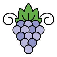 Sauvignon grape icon color outline vector