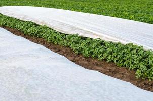 plantación de papa cubierta con agrofibra. apertura de arbustos jóvenes de patata a medida que se calienta. efecto invernadero para el cuidado y la protección. endurecimiento de las plantas a finales de la primavera. agroindustria, agricultura. foto