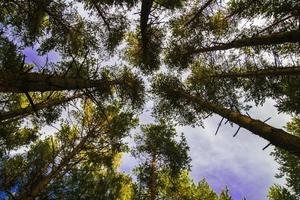 copas de los árboles contra el cielo azul foto