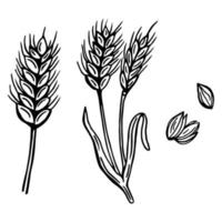 Wheat bread ears sketch hand drawn vector illustration. Isolated on white