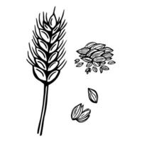 espiguillas de plantas de trigo, ilustración de fideos vectoriales, dibujo a mano, boceto vector