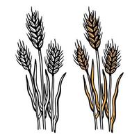 a few ears of wheat obackground hand drawing vector illustration sketch
