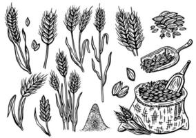 Hand-drawn wheat. Cereal plants in a bag and cereals in a bowl, rye barley and ears of wheat. Sketch sketch sketch for food packaging template, food engraving vector