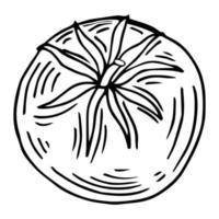 tomato doodle icon in sketch style vector