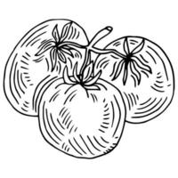 Hand drawn sketch style cherry tomatoes branch. Best for tomato themed designs in retro vintage style. Organic vegetable vector illustration.