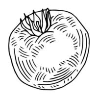 tomato doodle icon in sketch style vector