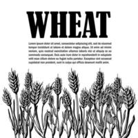 Ears of wheat isolated vector sketch hand drawn illustration, bakery shop background with ears of wheat, title and text layout.