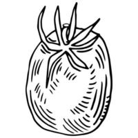 tomato doodle icon in sketch style vector