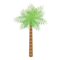 Beach palm tree icon, isometric style vector