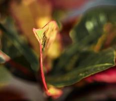 crotón de jardín. hojas de colores. de cerca foto