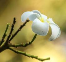 A white Plumaria bloom . Side view . Close up photo