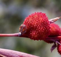 Red Canna lily . Seed pods . Close up photo