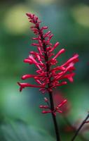 A Firespike bloom . Bright red . Vertical . Close up photo