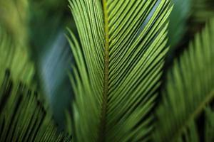 Sago Palm . Leaf patterns . selective focus photo