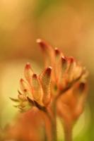 Kangaroo Paws . Two stems . Selective focus photo