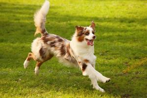 perro feliz jugando foto