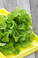 Fresh salad leaves in the garden photo