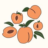 Set of drawn peaches. Isolated elements for design vector