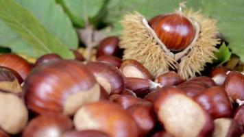 châtaignes et pommes de pin, nourriture et feuilles d'automne video