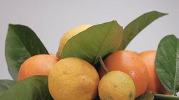 agrume frutta Limone e arancia vicino su. colorato salutare gruppo di misto frutta cibo rotante. video