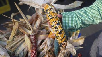 Multicolored fresh corn cob video