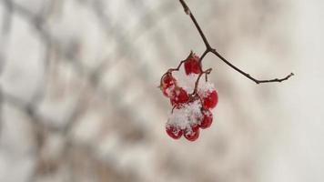 sneeuw vallend in marinier, Wisconsin sneeuwen in de achtertuin, dood boom. heel verkoudheid winter. video