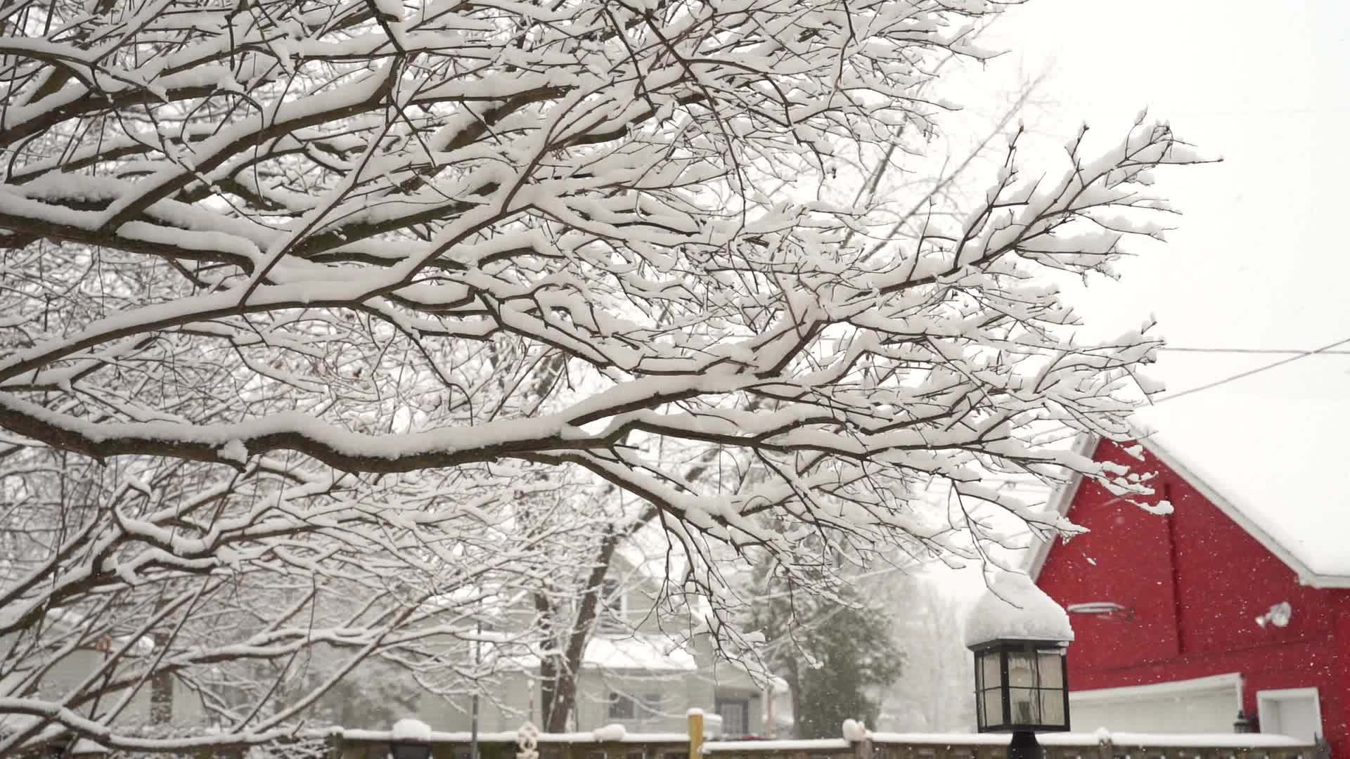 Snow falling in Wisconsin snowing in the backyard, dead tree