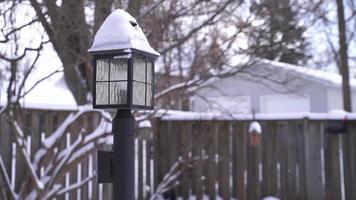 nieve cayendo en marinette, wisconsin nevando en el patio trasero, árbol muerto. invierno muy frio. video