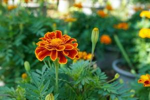 Yellow marigolds are large-flowered varieties that are popular for cutting flowers. They are strong, fast-growing plants. Marigolds are believed to symbolize prosperity. soft and selective focus. photo