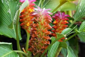 Curcuma sessilis Gage is a herbaceous plant with underground rhizomes. The flowers are in tight bouquets, forming a lower bouquet, cylindrical shape. Soft and selective focus. photo