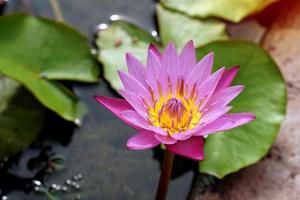 flor de loto rosa en la cuenca del loto plantada para decorar el lugar, jardín de flores, casa. Enfoque suave y selectivo. foto
