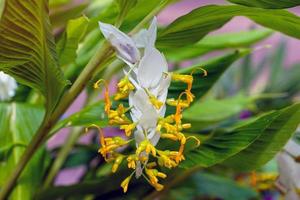 The dancing ladies ginger flower has flower stalks surrounding it. The flowers are yellow, shaped like a swan. There are decorative petals in many colors such as white, purple, green and red. photo