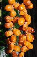 Fresh golden dates from a palm tree collected for drying, close-up, vertical frame. Harvesting dates on the farm. photo