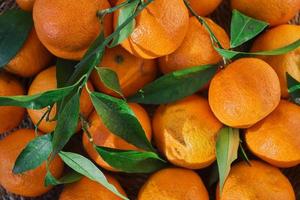 Fresh fruits mandarines or tangerines with leaves, top view. Farm harvest idea for background or product advertisement photo