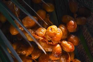 Fresh dates top view on dark background, selective focus. Date harvest on the farm idea for background or product advertising photo