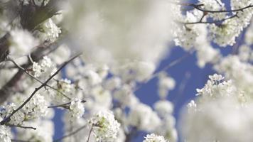 Close up of small white blossoms against blue sky video