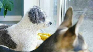 cute mixed breed dog lying on yellow rug next to the window, looking away. Pets indoors video