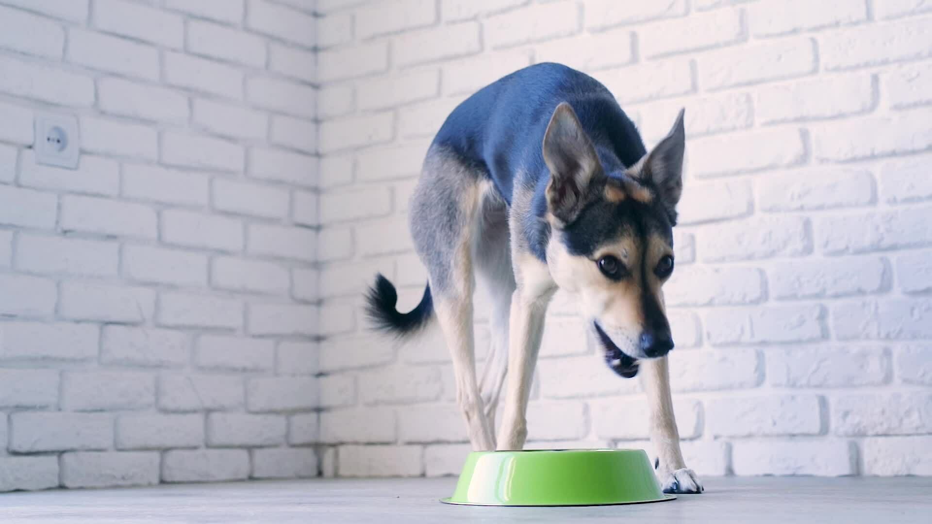 Why Do Dogs Eat Walls